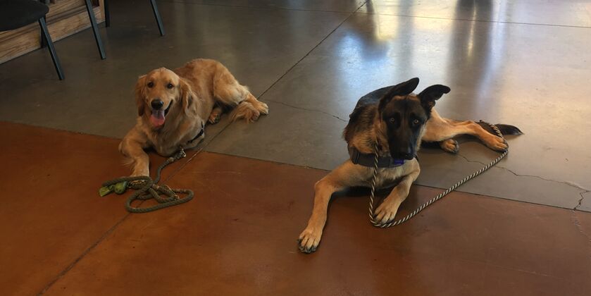 Paws-A-Tive Dog Training at night