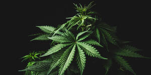 Marijuana