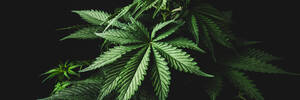 Marijuana