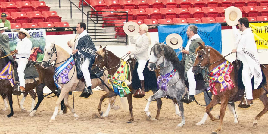 Gold Rush Peruvian Classic Horse Show